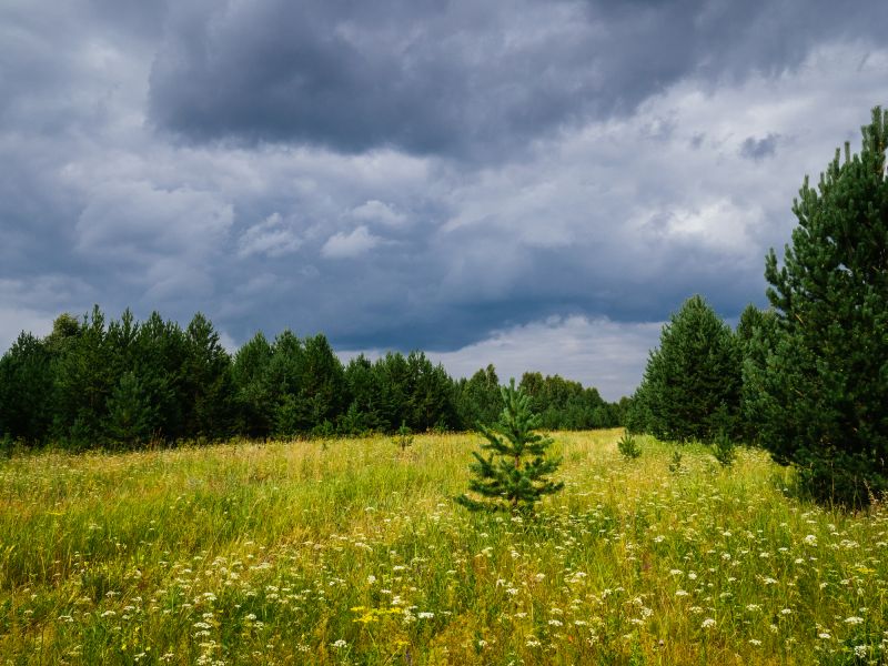 Land Clearing Near Hayden