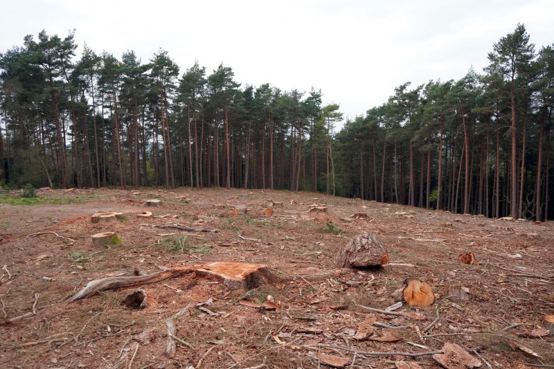 Land After Tree Removal