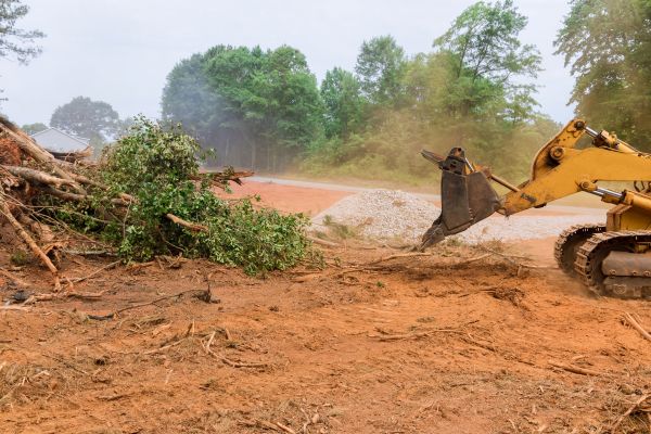Ground Clearing in Hayden