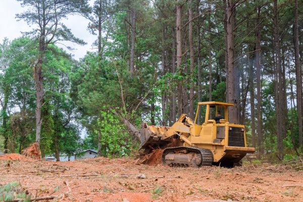 Trees Clearing in Hayden