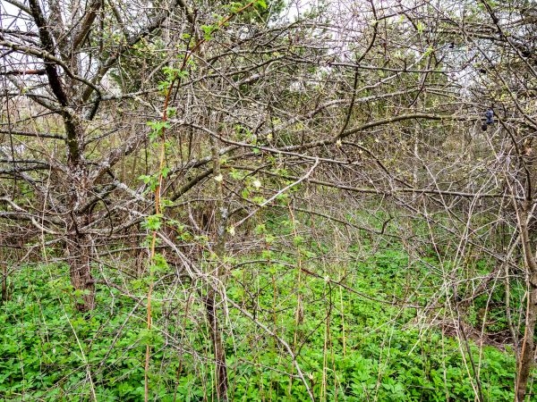 Underbrush Clearing in Hayden