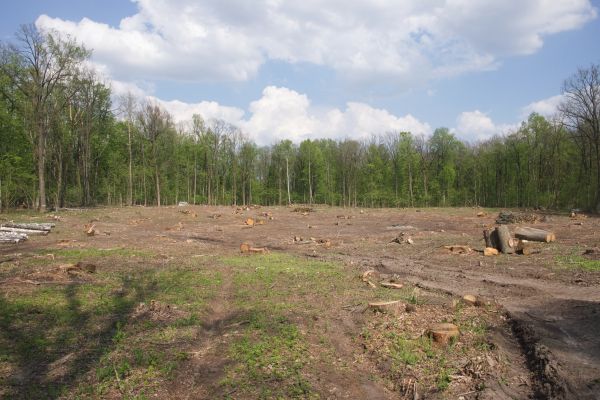 Cost of Pasture Clearing in Hayden