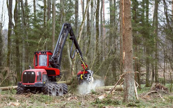Cost of Forest Clearance Service in Hayden