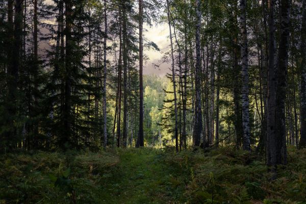 Cost of Pine Tree Clearing in Hayden