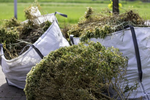 Bushes Clearing in Hayden