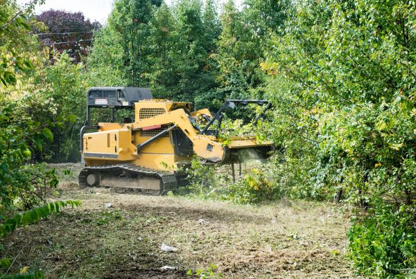 Cost of Pathway Clearing in Hayden