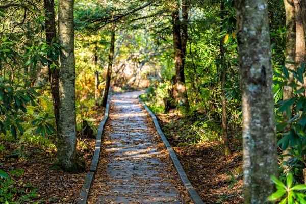 Trail Clearing in Hayden